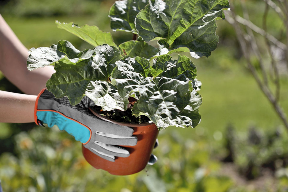 Перчатки садовые Gardena размер 7